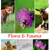 Calendario piccolo Flora & Fauna 2026