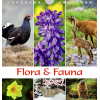 Postkartenkalender Flora & Fauna 2027
